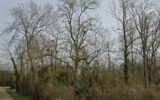 Terrain à vendre à Saint-florentin — Vue dégagée — photo 2