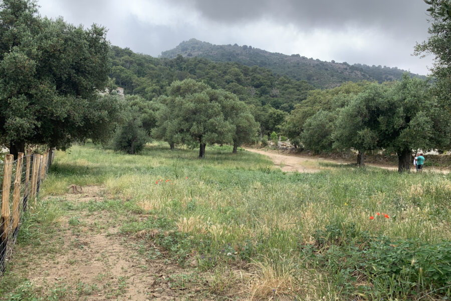 Terrain à vendre à Muro — Vue nature — photo 5