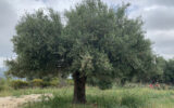 Terrain à vendre à Muro — Vue nature — photo 4