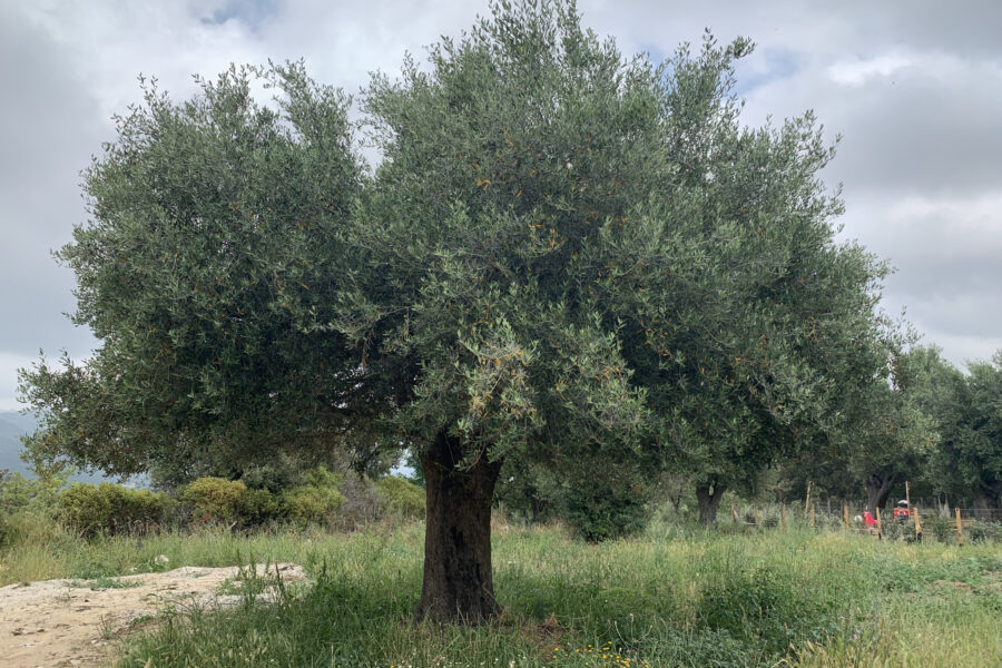 Terrain à vendre à Muro — Vue nature — photo 4