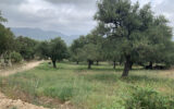 Terrain à vendre à Muro — Vue nature — photo 1