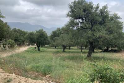 Terrain à vendre à Muro