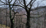 Terrain à vendre à Vans — Vue montagne — photo 8