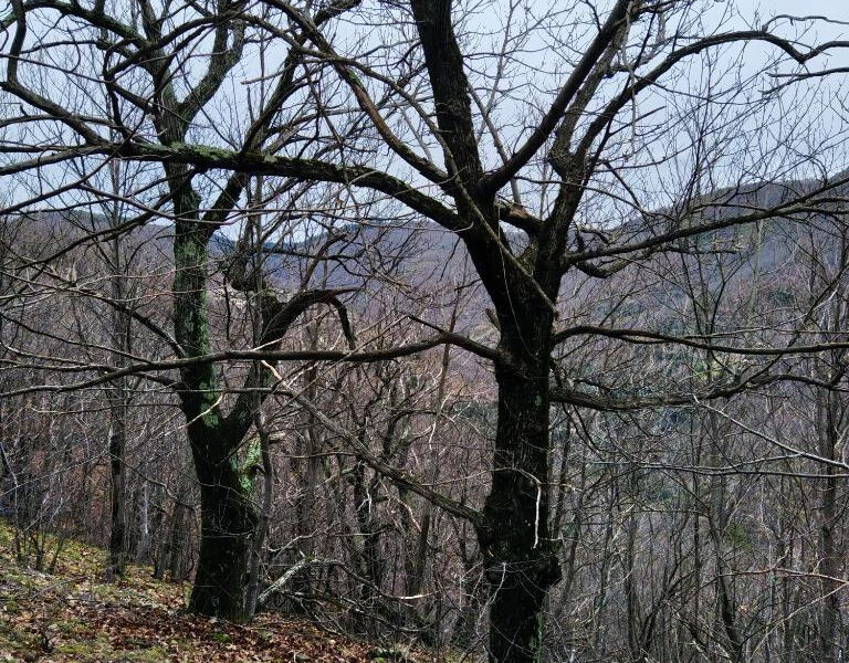 Terrain à vendre à Vans — Vue montagne — photo 8