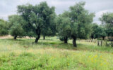 Terrain à vendre à Muro — Vue nature — photo 10