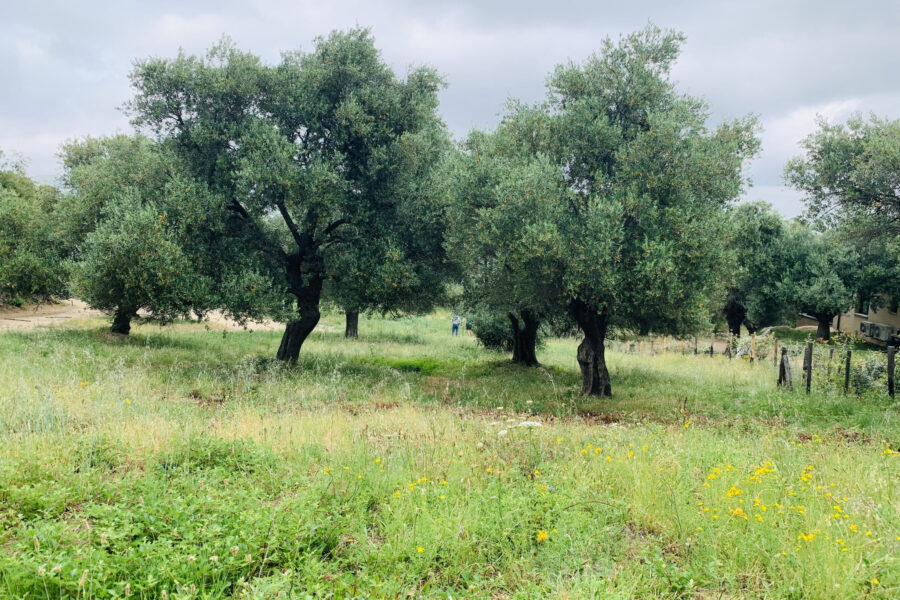 Terrain à vendre à Muro — Vue nature — photo 10