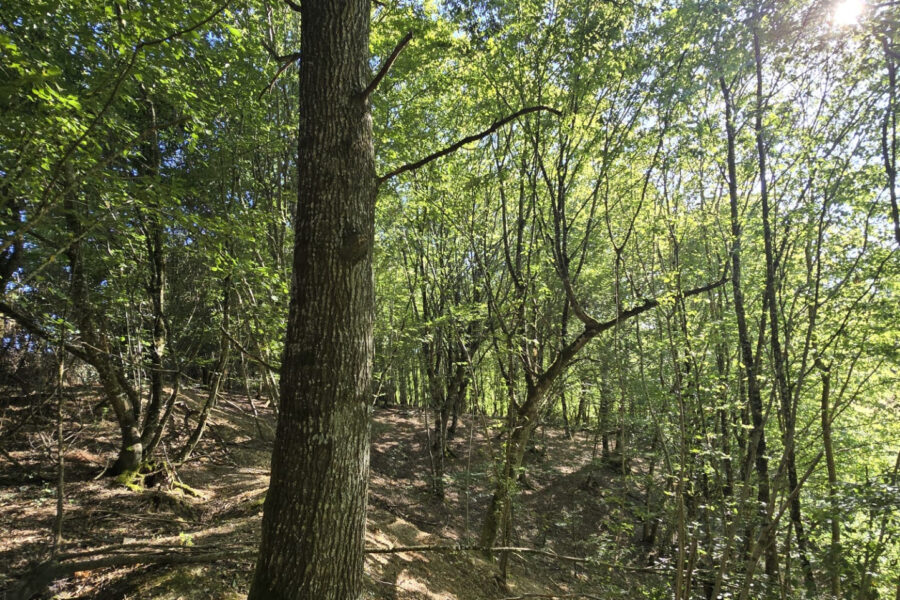 Terrain à vendre à Cernoy-en-berry — Vue nature — photo 9