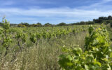 Terrain à vendre à Popian — Vue vignes — photo 10