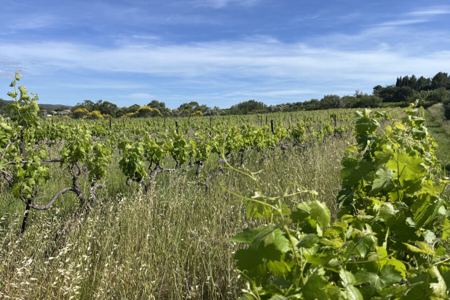 Terrain à vendre à Popian — Vue vignes — photo 10