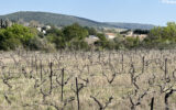 Terrain à vendre à Popian — Vue vignes — photo 3