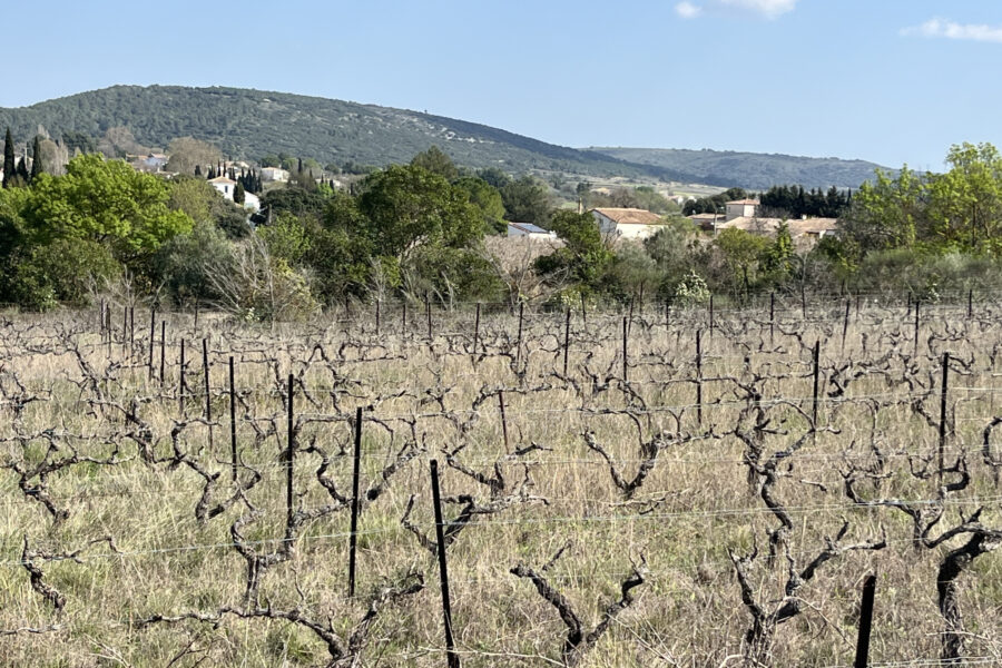 Terrain à vendre à Popian — Vue vignes — photo 3