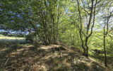 Terrain à vendre à Cernoy-en-berry — Vue nature — photo 8