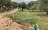 Terrain à vendre à Muro — Vue nature — photo 11