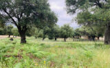 Terrain à vendre à Muro — Vue nature — photo 12