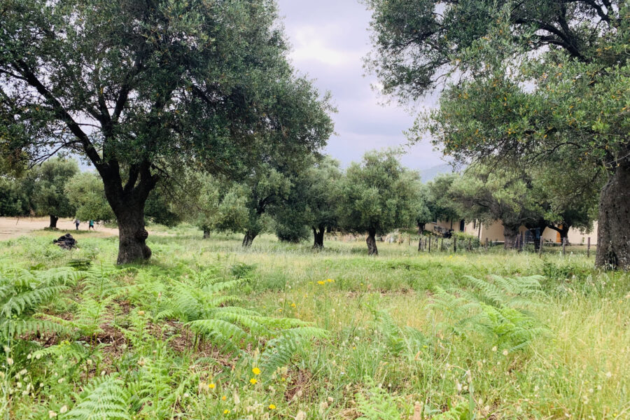 Terrain à vendre à Muro — Vue nature — photo 12