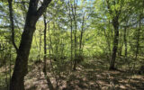 Terrain à vendre à Cernoy-en-berry — Vue nature — photo 5