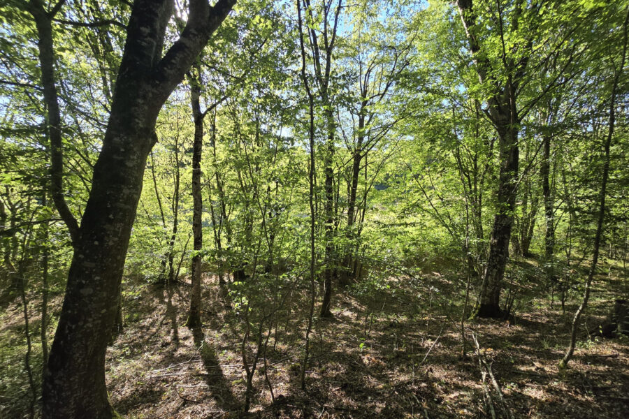 Terrain à vendre à Cernoy-en-berry — Vue nature — photo 5