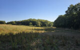 Terrain à vendre à Cernoy-en-berry — Vue nature — photo 1