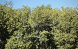 Terrain à vendre à Monclar de quercy — Vue dégagée — photo 1