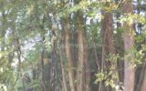 Terrain à vendre à Bailleul — Vue dégagée — photo 1