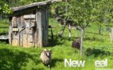 Maison à vendre à Arnac pompadour — Vue nature — photo 19