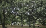 Terrain à vendre à Bouloc — Vue dégagée — photo 2