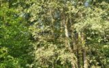 Terrain à vendre à Queyssac — Vue dégagée — photo 2