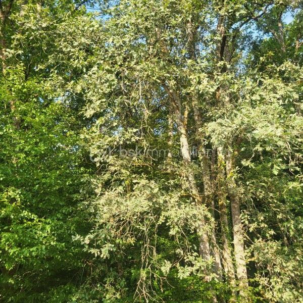 Terrain à vendre à Queyssac — Vue dégagée — photo 2
