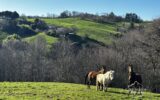 Maison à vendre à Maurs — Vue nature — photo 1