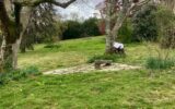 Maison à vendre à Cambo les bains — Vue nature — photo 24