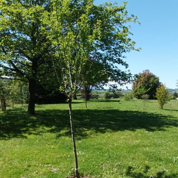 Maison à vendre à Salies de bearn — Vue nature — photo 27