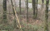 Terrain à vendre à Esson — Vue nature — photo 3