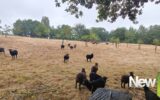 Maison à vendre à Arnac pompadour — Vue nature — photo 32