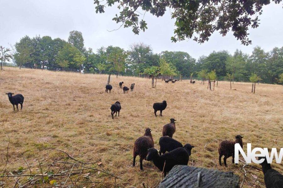 Maison à vendre à Arnac pompadour — Vue nature — photo 32
