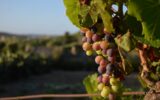 Maison à vendre à Caux — Vue vignes — photo 3