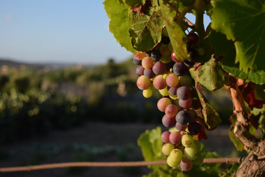 Maison à vendre à Caux — Vue vignes — photo 3