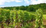 Maison à vendre à Caux — Vue vignes — photo 1
