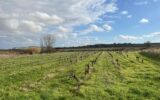 Terrain à vendre à Pouzolles — Vue vignes — photo 5