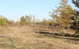 Terrain à vendre à Negrepelisse — Vue nature — photo 4
