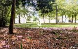 Appartement à vendre à Saint-cyr-sur-loire — Vue parc & jardin — photo 3