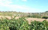 Appartement à louer à Le Bois-d&rsquo;Oingt — Vue vignes — photo 1