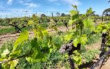 Terrain à vendre à Saint esteve — Vue vignes — photo 1