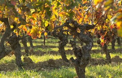 Terrain à vendre à Baixas