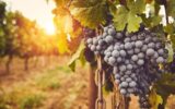 Terrain à vendre à Baixas — Vue vignes — photo 2