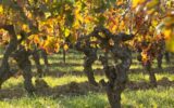 Terrain à vendre à Peyrestortes — Vue vignes — photo 2