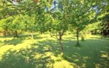Maison à vendre à Saint-dizant-du-gua — Vue parc & jardin — photo 28