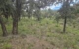 Terrain à vendre à Bormes-les-mimosas — Vue dégagée — photo 1