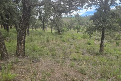 Terrain à vendre à Bormes-les-mimosas