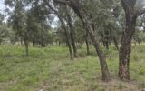 Terrain à vendre à Bormes-les-mimosas — Vue dégagée — photo 2