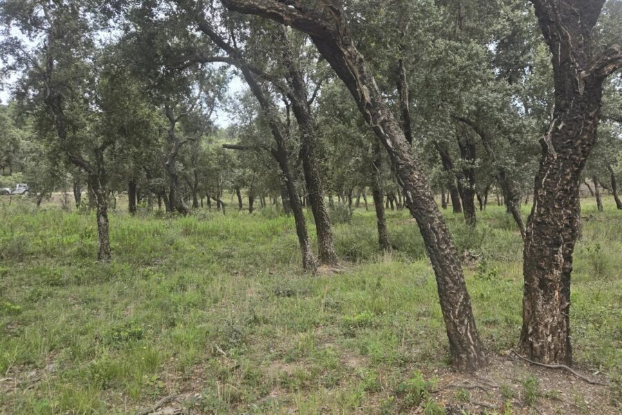 Terrain à vendre à Bormes-les-mimosas — Vue dégagée — photo 2